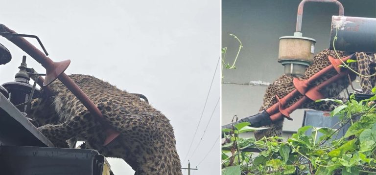 करेन्ट लागेर चितुवाको मृत्यु