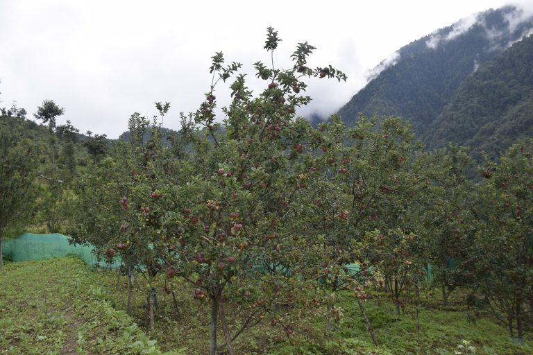 Apple garden in Bhajang