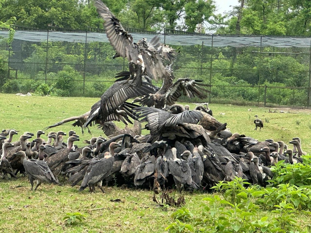 लोपोन्मुख गिद्ध