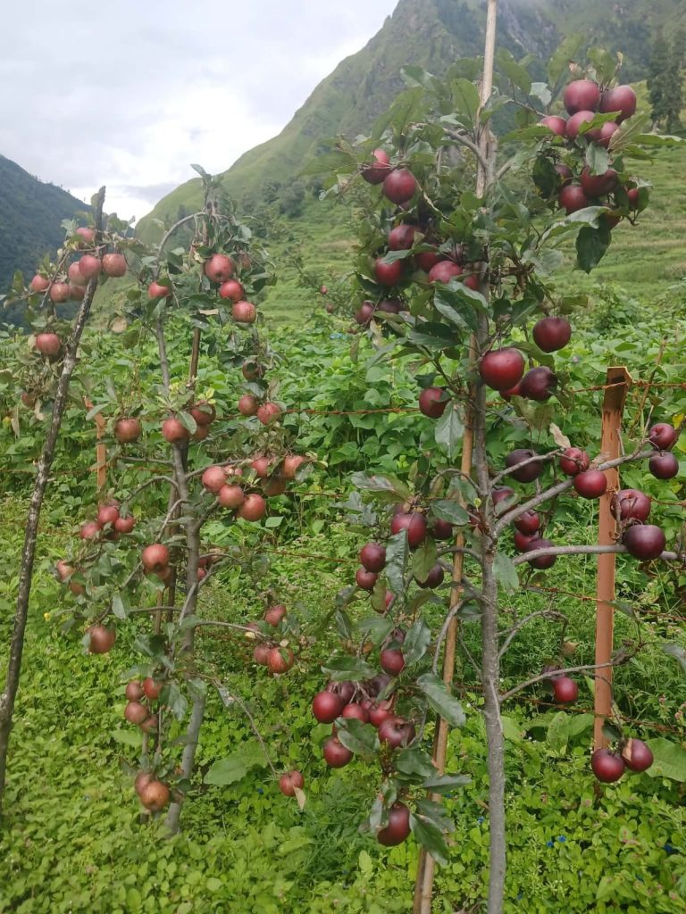 दार्चुलाको किसानको गुनासो