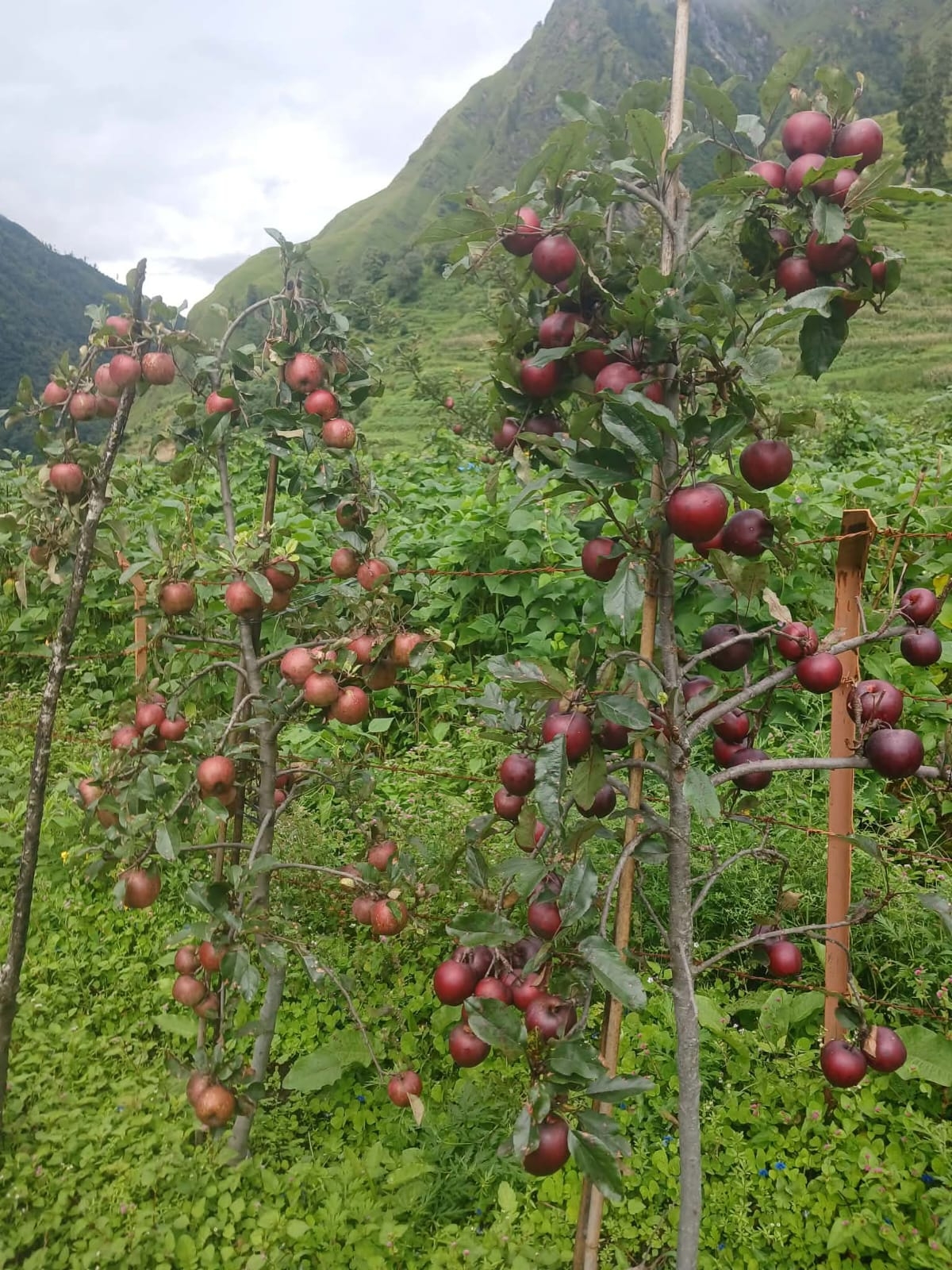 दार्चुलाको किसानको गुनासो