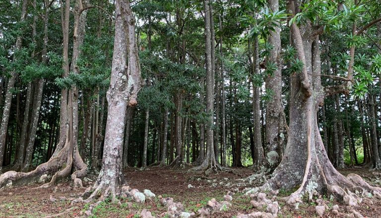 rudrakshya tree