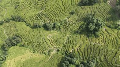 धानबालीमा रोग–कीराको समस्या : किसान चिन्तित